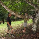 The jackfruit tree