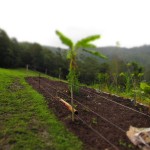 Our mulching patch