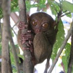 Tarsier Monkey