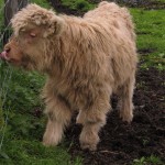 Highland calf