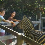 Meeting the zebra