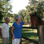 One of many horse paddocks