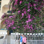 Huge flower canopies