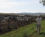 Checking out the Chianina