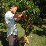 Picking peaches with Sanka